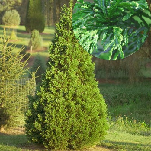 Thuja occidentalis 'Bodmeri' - Harilik elupuu 'Bodmeri' C10/10L